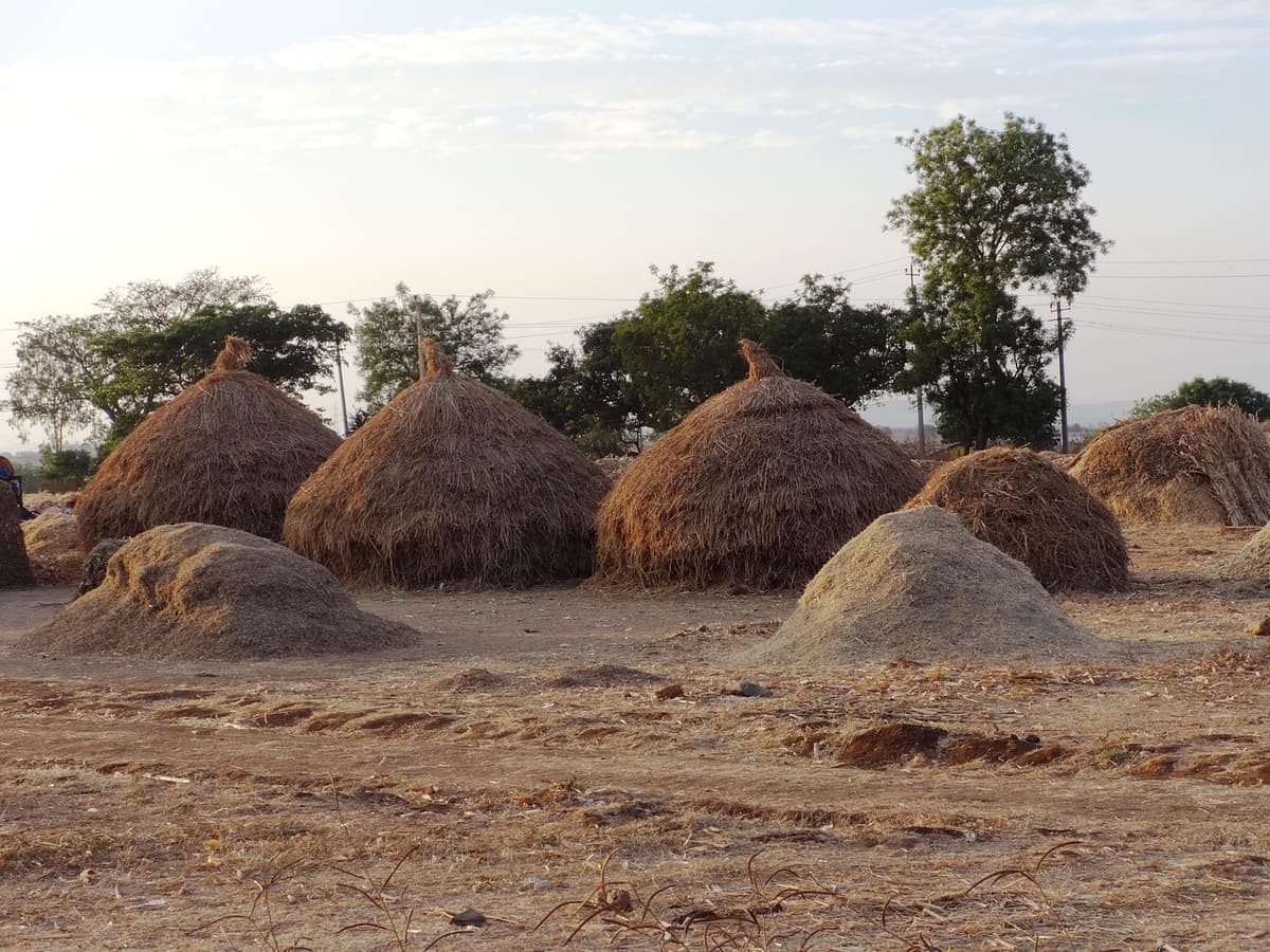 India Ate Off American Ships in 1966. Now It's the World's Biggest Rice Exporter