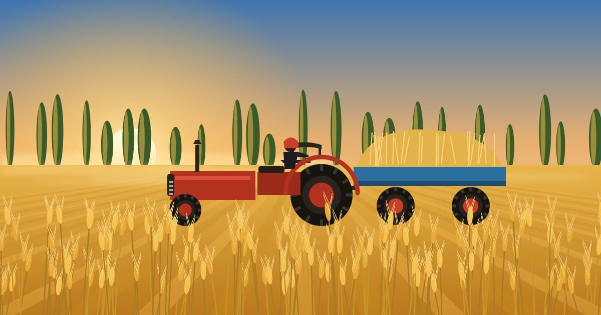 Punjab, Holding 1.5 Percent of India's Land, Supplied 119 Lakh Tonnes of the 300 Lakh Tonnes of Wheat Government Agencies Bought in 2025-26